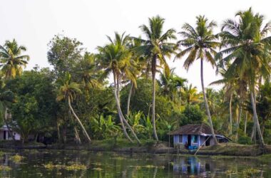 Kerala Coconut Tour