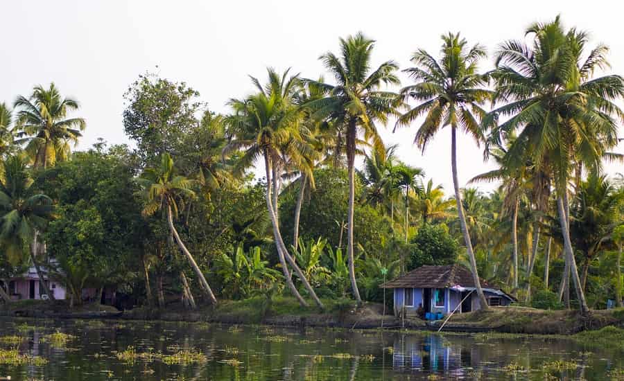 Kerala Coconut Tour